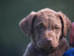 Toos 6,5 week